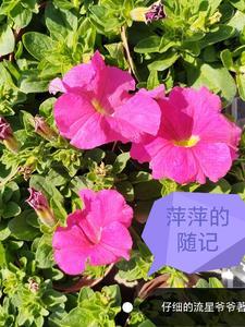 萍萍什么